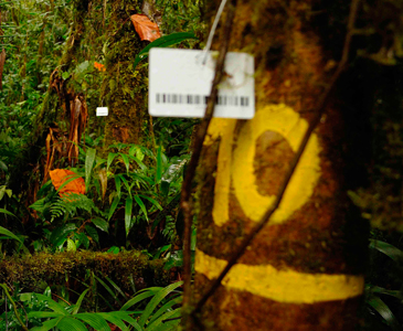 Aplicativo para el monitoreo de carbono de bosques