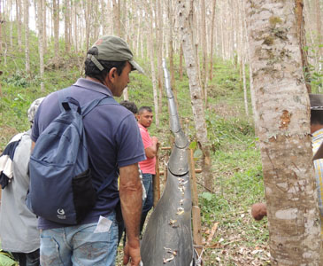 Toboganes para el aprovechamiento de plantaciones forestales