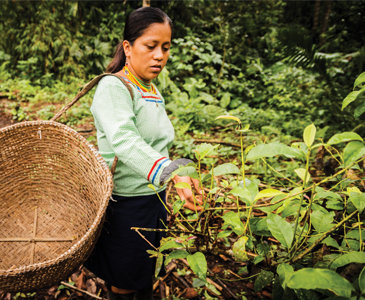 Guayusa: de la tradición a la exportación sostenible 
