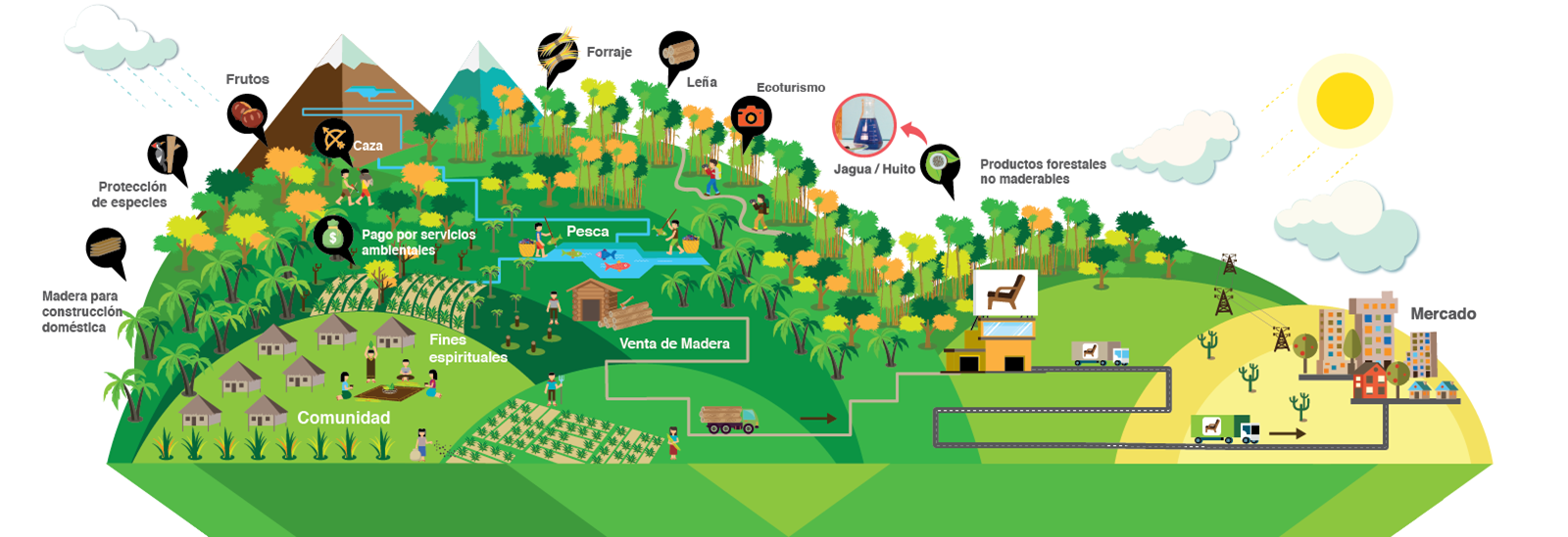 MANEJO-FORESTAL-COMUNITARIO-01-(1).png